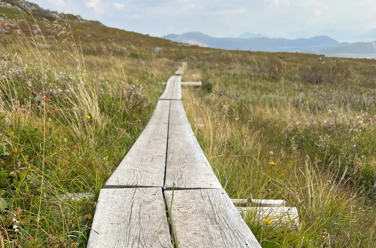 en gangvei i tre på et gresskledd fjell