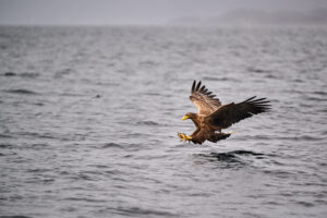White-tailed sea eagle flying low over the sea while searching for fish