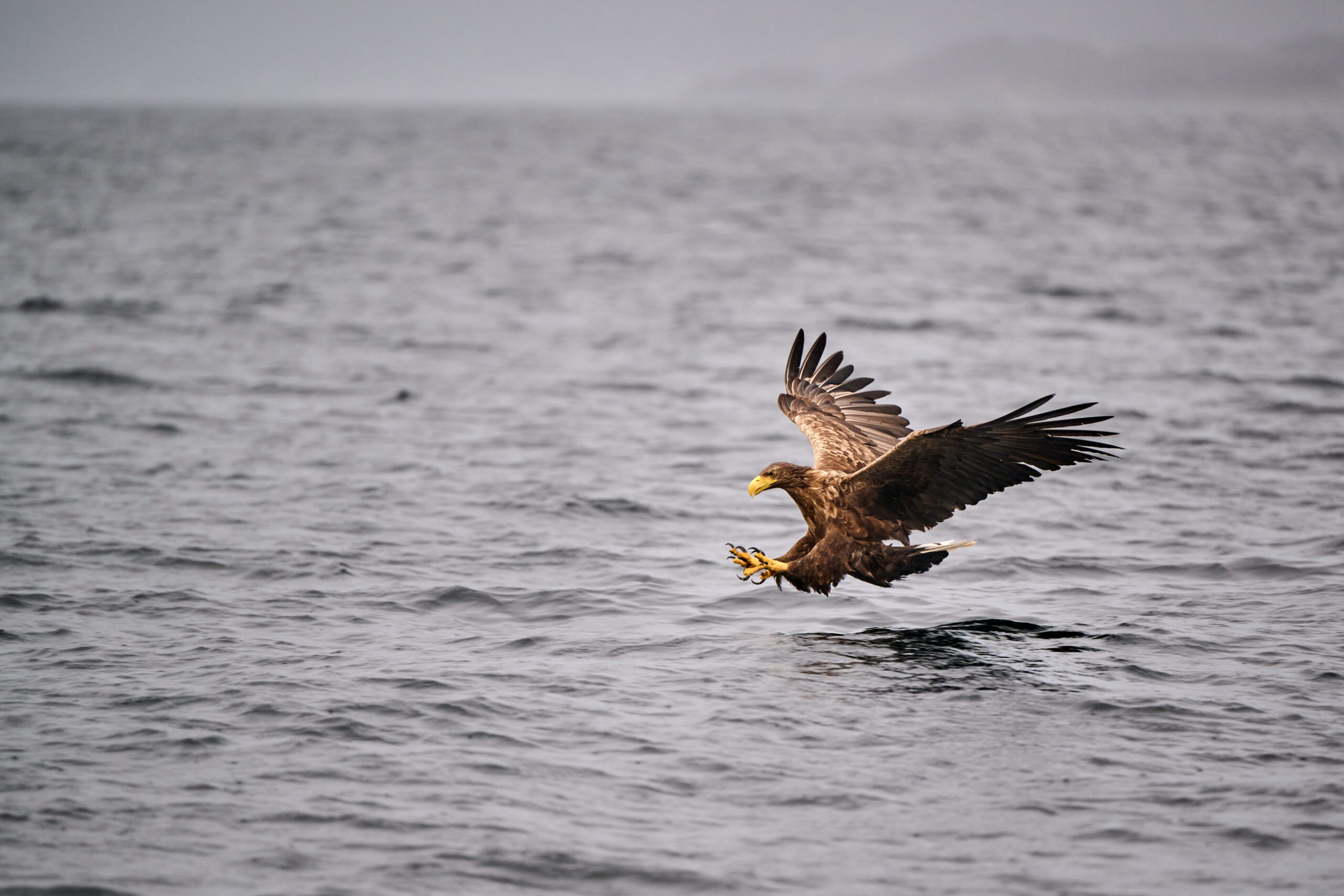 White-tailed sea eagle flying low over the sea while searching for fish