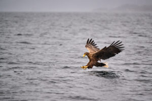 White-tailed sea eagle descending toward the water with wings spread