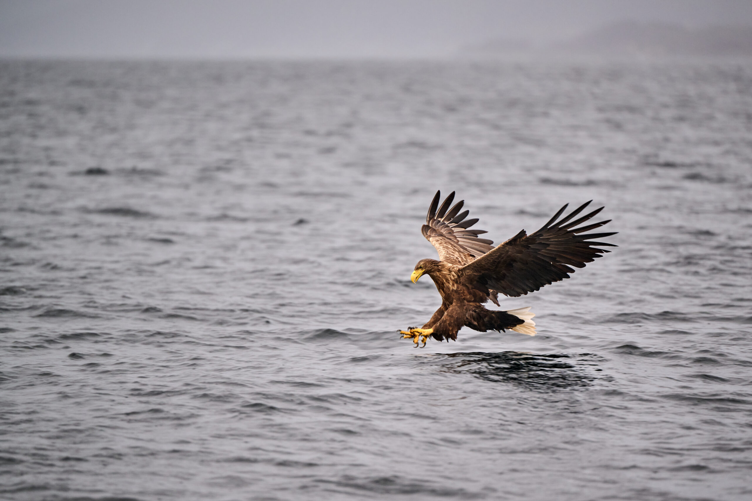 White-tailed sea eagle descending toward the water with wings spread
