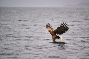 Sea eagle touching the water surface with talons during a fishing strike
