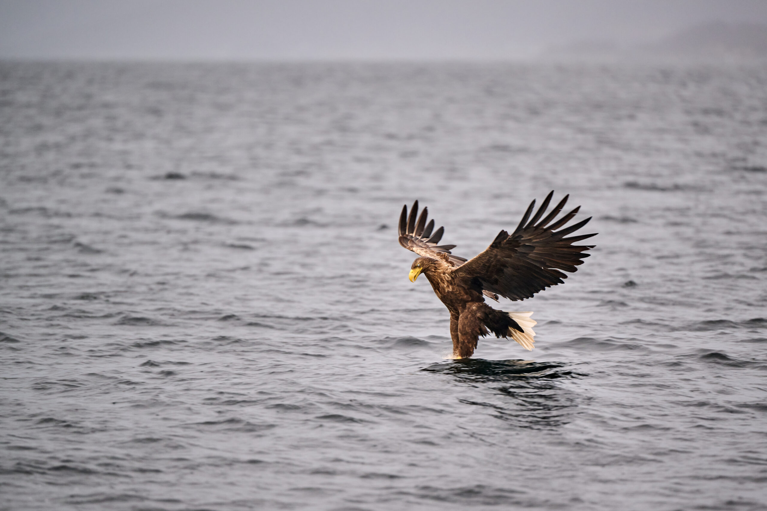Sea eagle touching the water surface with talons during a fishing strike