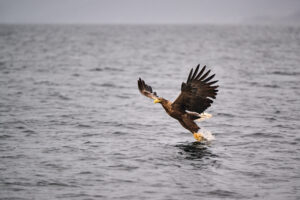 White-tailed sea eagle lifting a fish from the sea