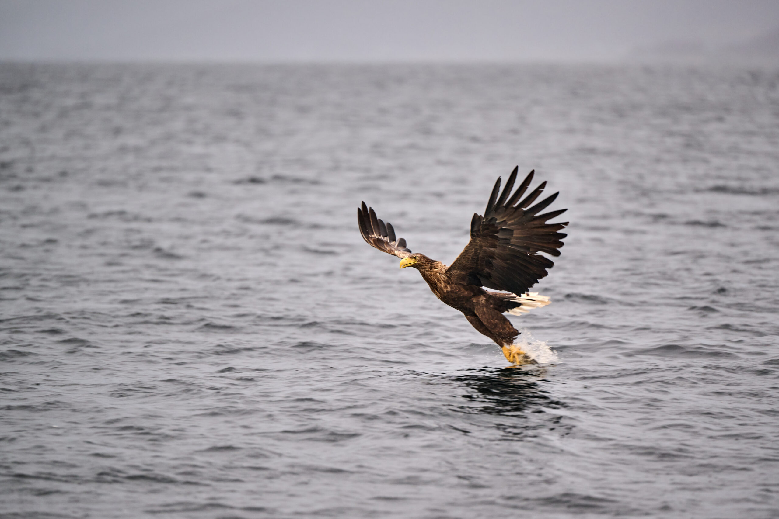 White-tailed sea eagle lifting a fish from the sea