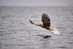 Sea eagle flying upward with a fish in its talons above the ocean
