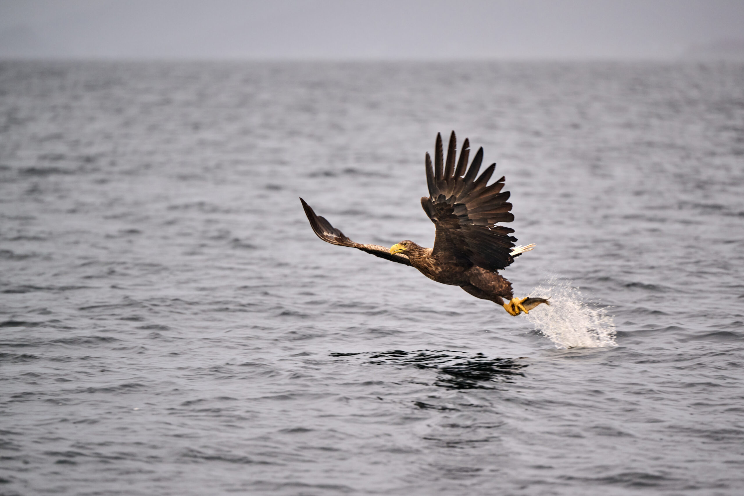 Sea eagle flying upward with a fish in its talons above the ocean