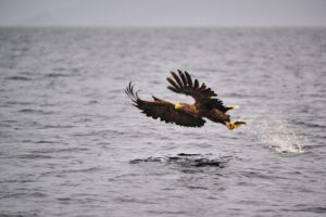 White-tailed sea eagle in flight carrying a fish over open water