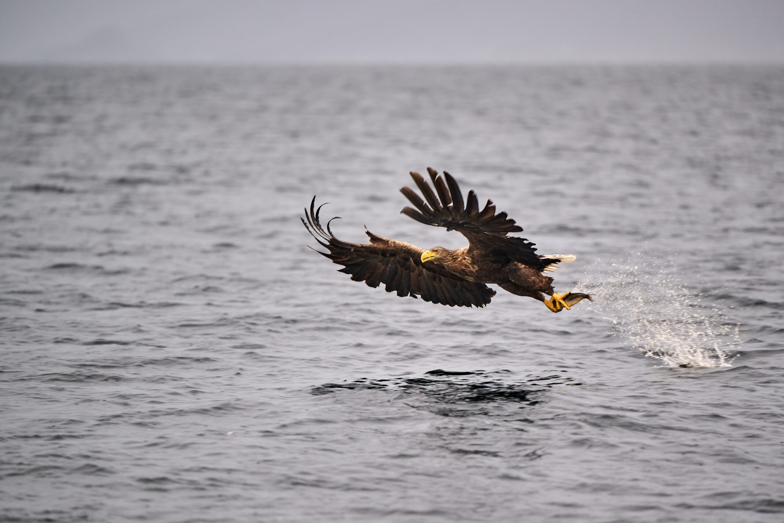 White-tailed sea eagle in flight carrying a fish over open water