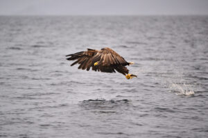 White-tailed sea eagle flying low over the ocean with a fish in its talons