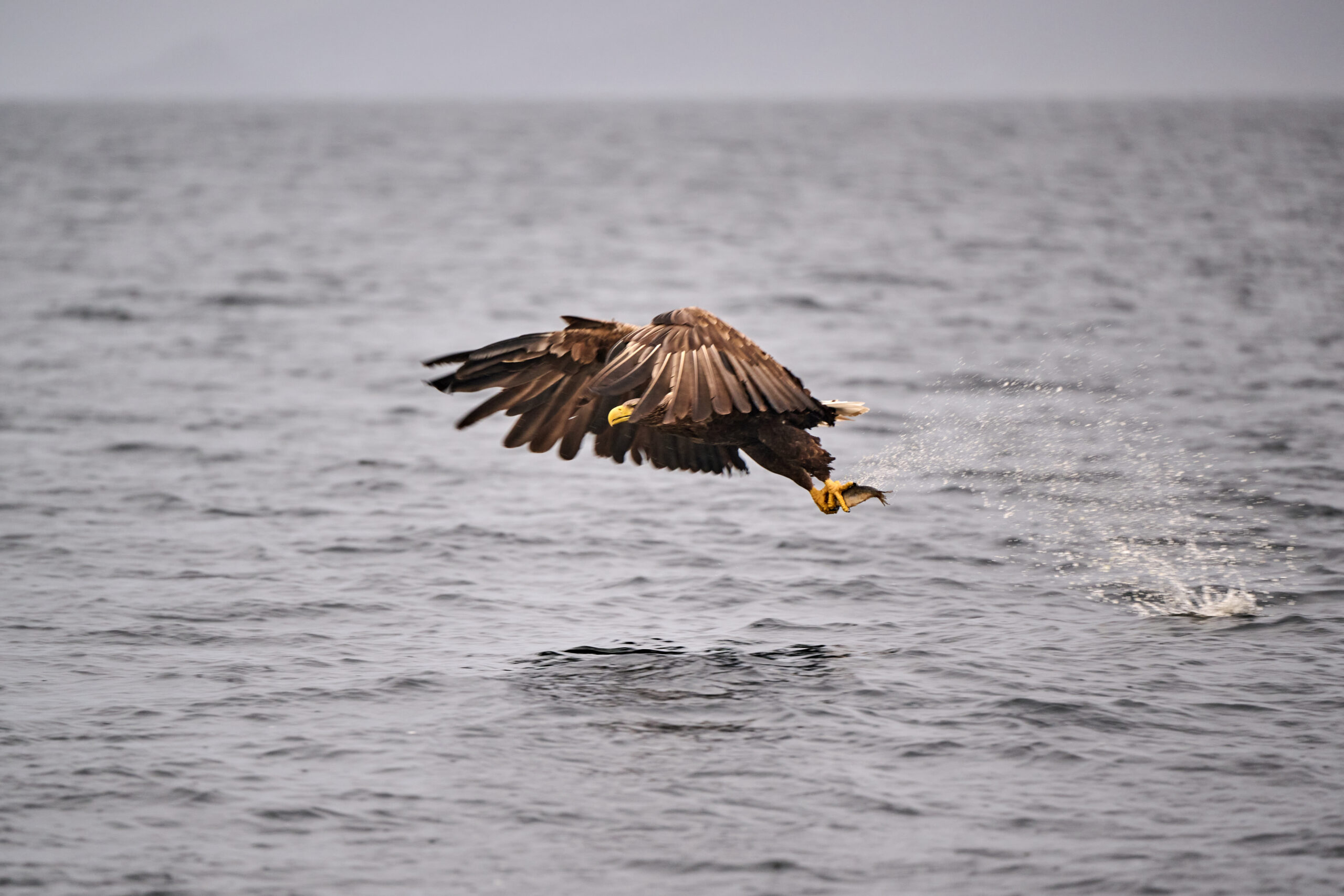 White-tailed sea eagle flying low over the ocean with a fish in its talons