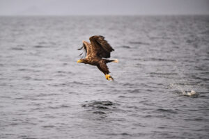 Sea eagle flying away over the sea carrying a freshly caught fish