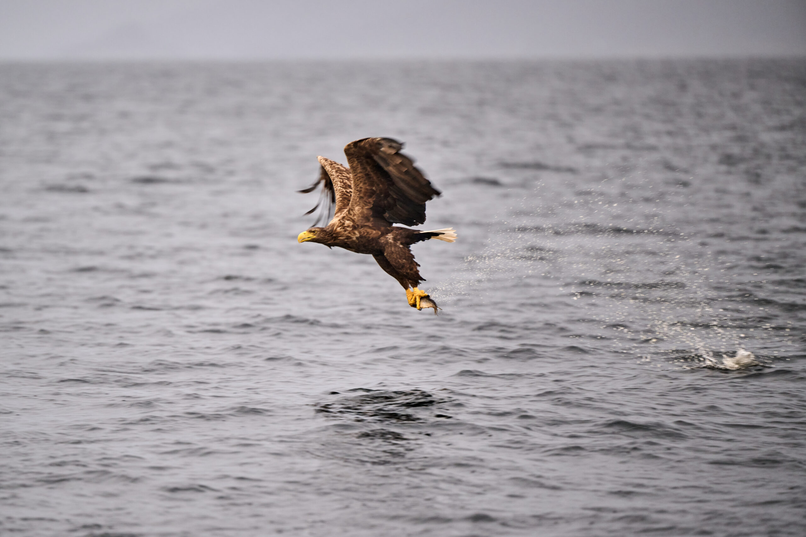 Sea eagle flying away over the sea carrying a freshly caught fish