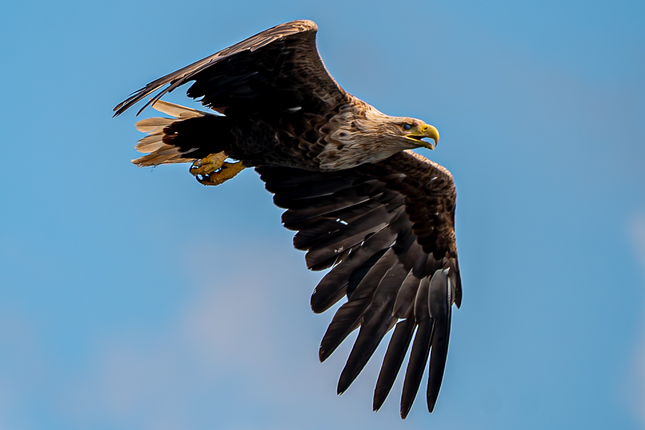 Sea eagle flying against a clear blue sky near Ringstad Resort