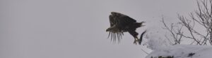 Eagle taking off from snow-covered terrain near Ringstad Resort in winter