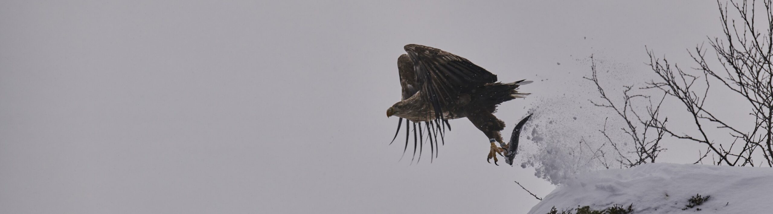 Eagle taking off from snow-covered terrain near Ringstad Resort in winter
